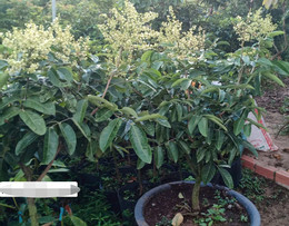 1Nhãn thanh sơn.jpg