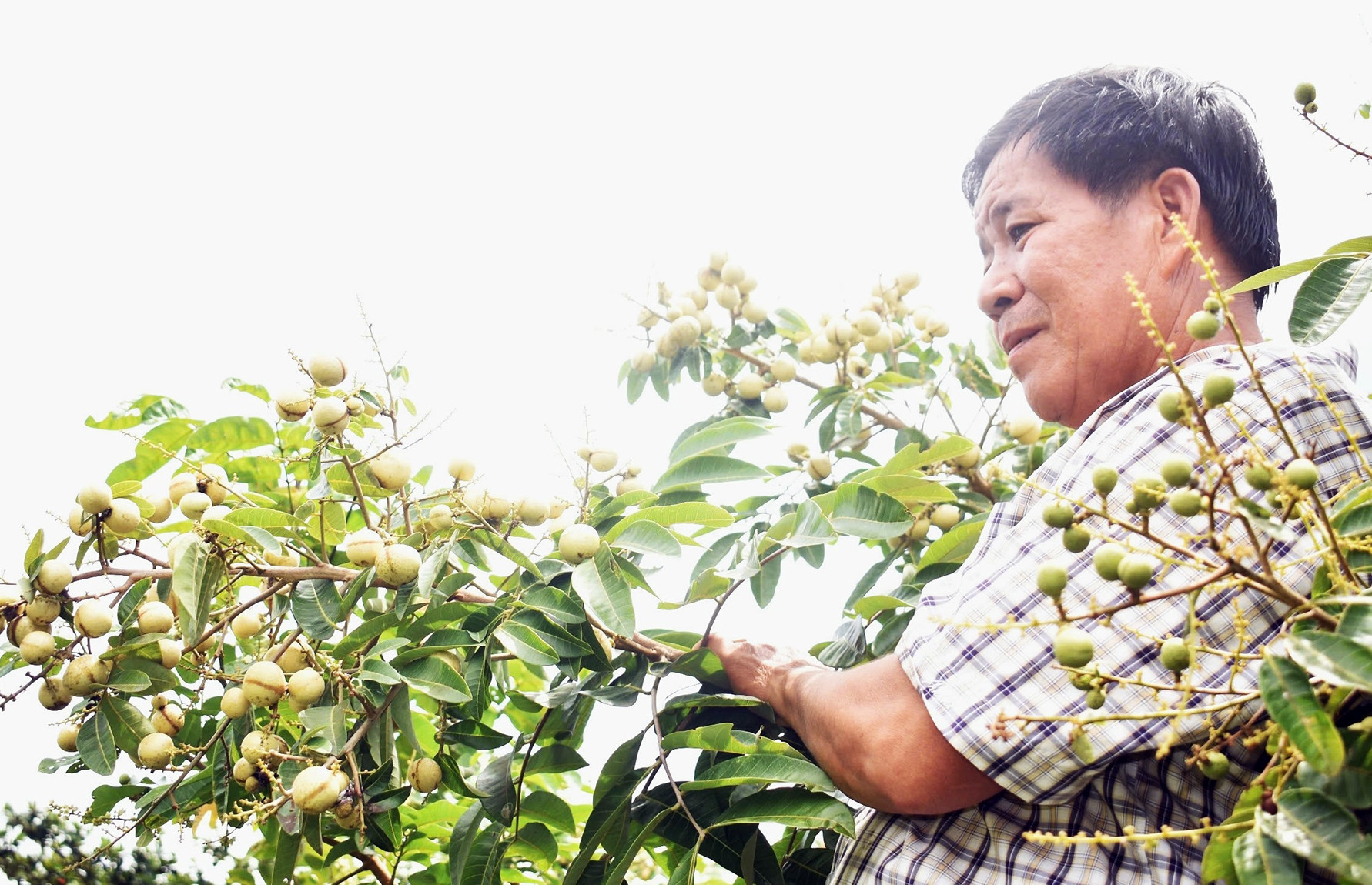 Lão nông miền Tây trồng nhãn 2 trong 1: Hạt lép, cơm vàng, làm cây cảnh cũng đẹp
