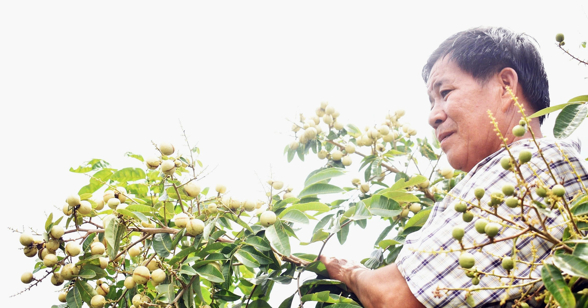 Lão nông miền Tây trồng nhãn 2 trong 1: Hạt lép, cơm vàng, làm cây cảnh cũng đẹp