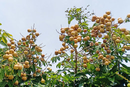 Nhãn thanh sơn 5.jpg