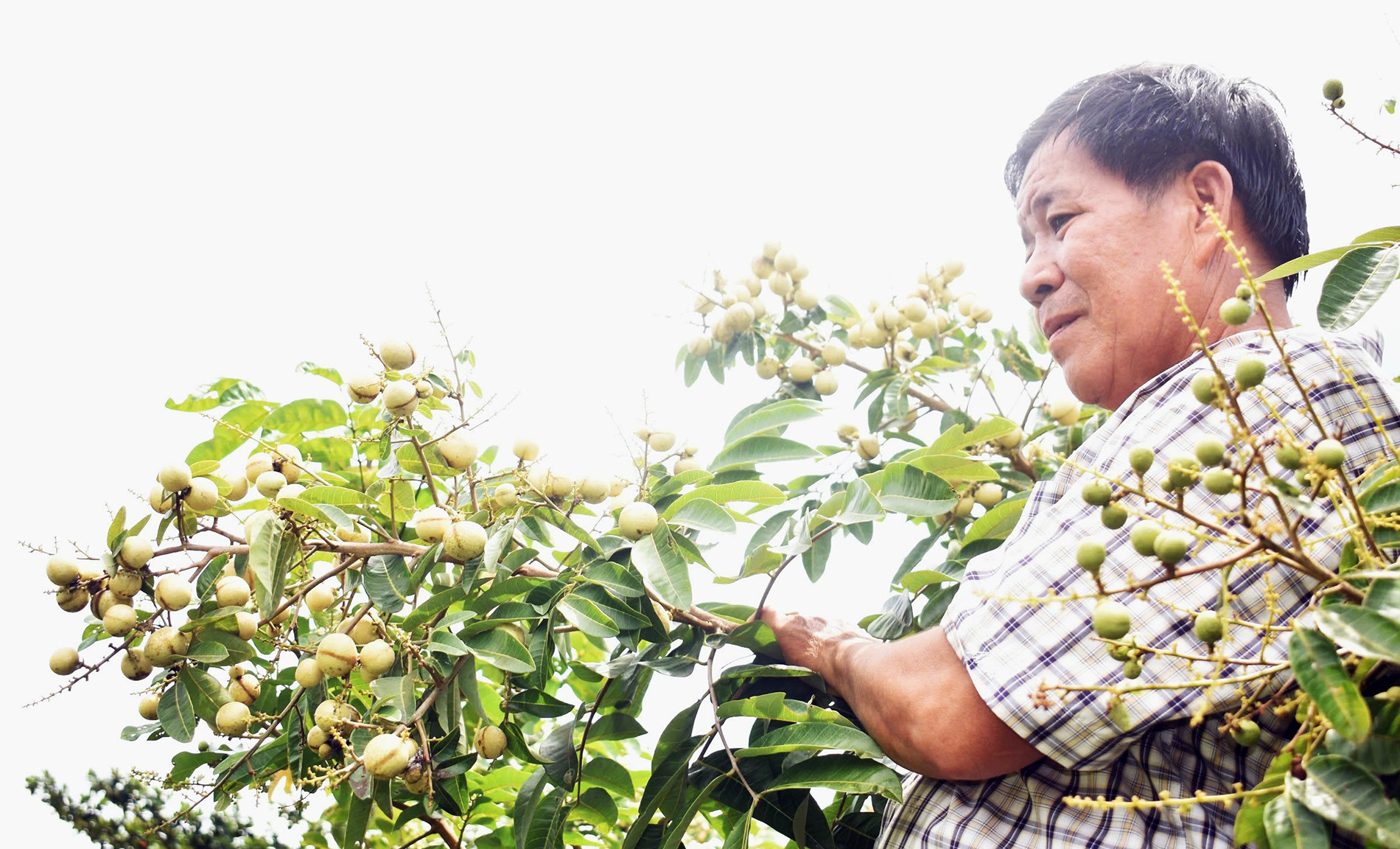 Nhãn thanh sơn 7.jpg