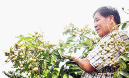 Nhãn thanh sơn 7.jpg