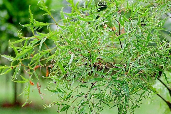 Uống nước đinh lăng nên dùng lá khô hay tươi?