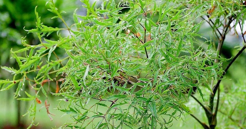 Uống nước đinh lăng nên dùng lá khô hay tươi?