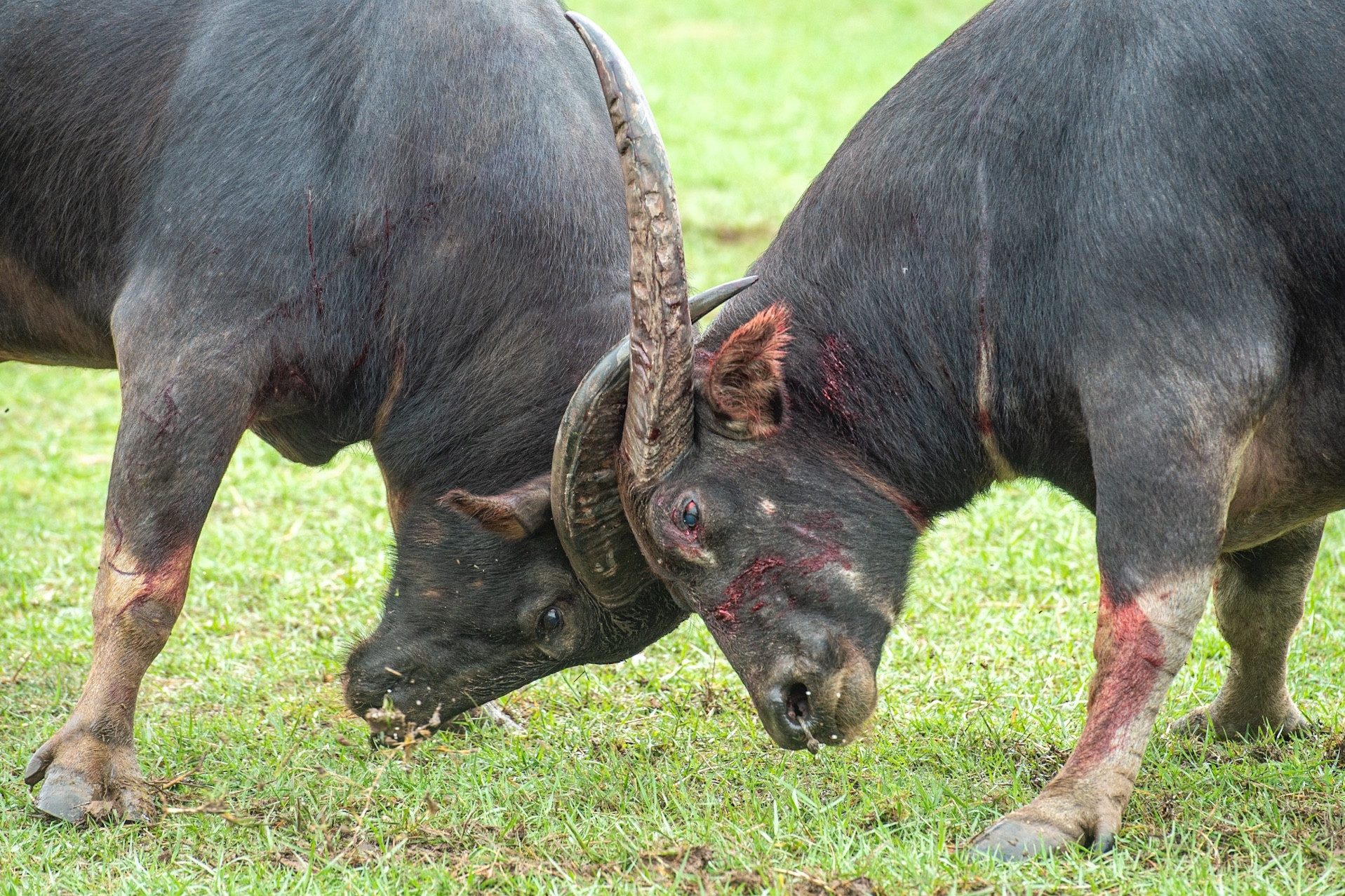 12 phút nghẹt thở: Trận chọi trâu kịch tính nhất Lễ hội Đồ Sơn 2025