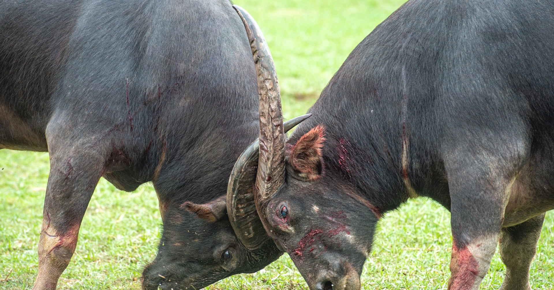 12 phút nghẹt thở: Trận chọi trâu kịch tính nhất Lễ hội Đồ Sơn 2025