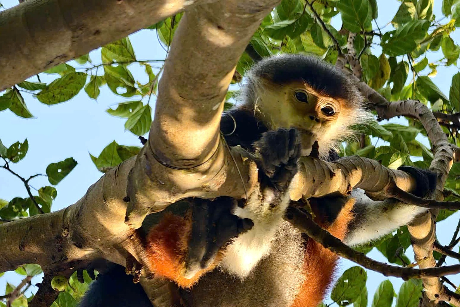 Giải cứu 'nữ hoàng linh trưởng' quý hiếm mắc bẫy trên bán đảo Sơn Trà