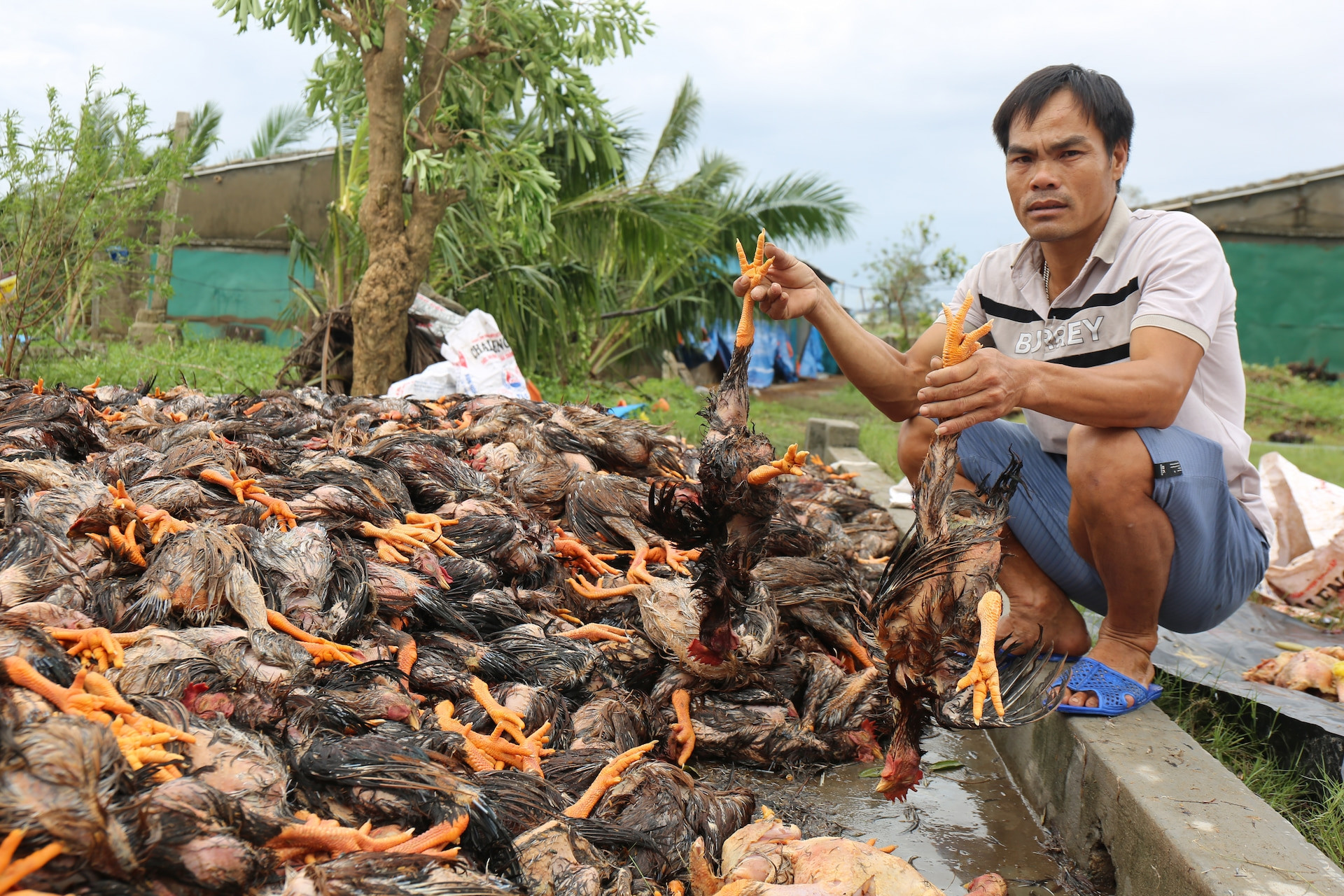 Người dân Nghệ An trắng tay sau bão: Gà chết la liệt, tôm bị cuốn trôi