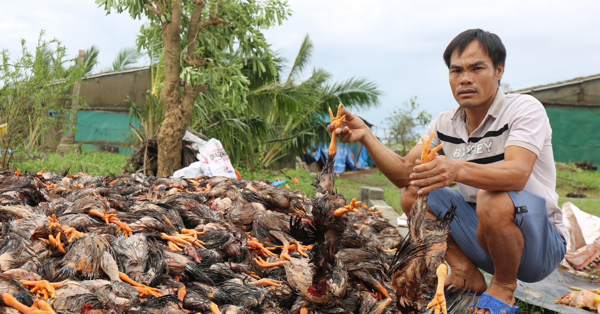 Người dân Nghệ An trắng tay sau bão: Gà chết la liệt, tôm bị cuốn trôi