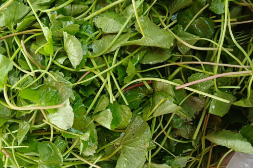 6 công dụng đưa rau má trở thành 'nhân sâm đất'