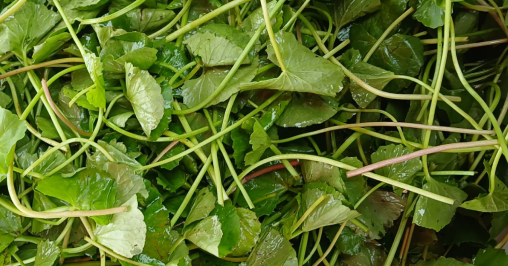 6 công dụng đưa rau má trở thành "nhân sâm đất"