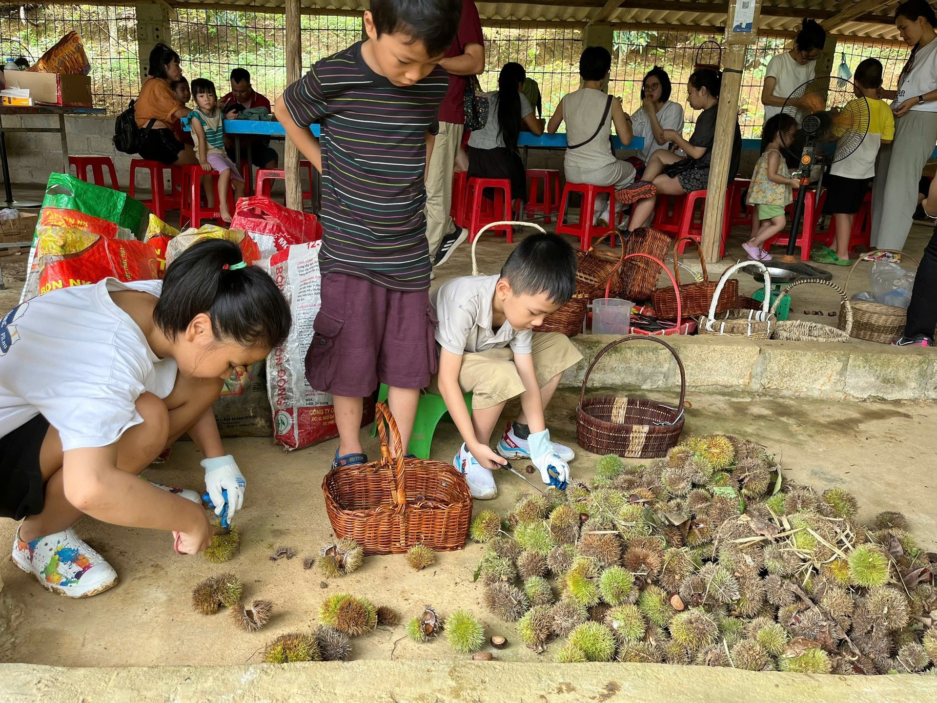 hạt dẻ