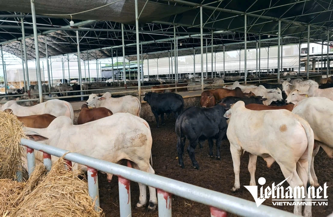 Bản tin trưa 5/9: Dân cay mắt sống cạnh 900 con bò: Biên bản của xã gây bất ngờ