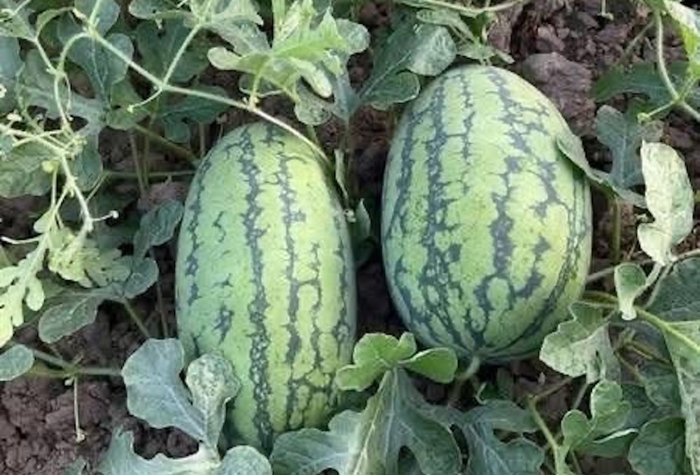 Hỗ trợ địa phương thiết lập, triển khai truy xuất nguồn gốc nông sản