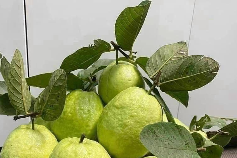 Uống lá sen, lá ổi tốt cho sức khỏe như thế nào?