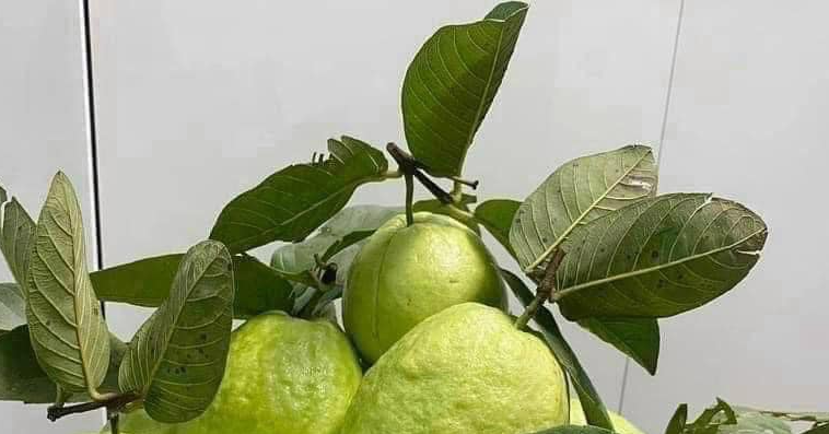 Uống lá sen, lá ổi tốt cho sức khỏe như thế nào?