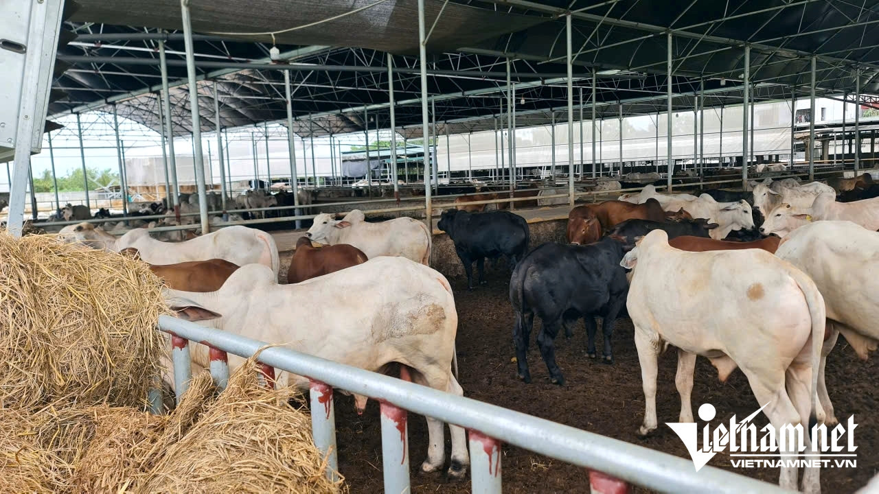 w a6nguoi dan thanh hoa buc xuc 2503.jpg