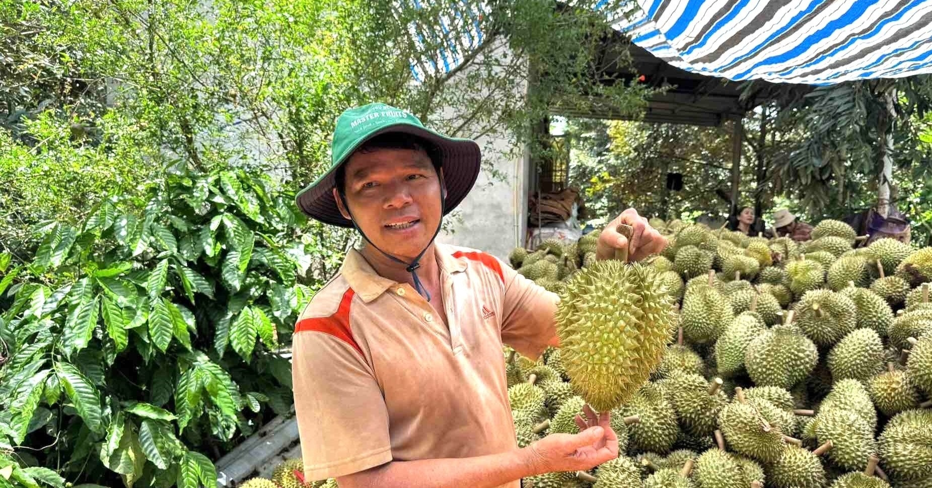 "Con đường sầu riêng" nhộn nhịp suốt ngày đêm, nông dân lãi tiền tỷ