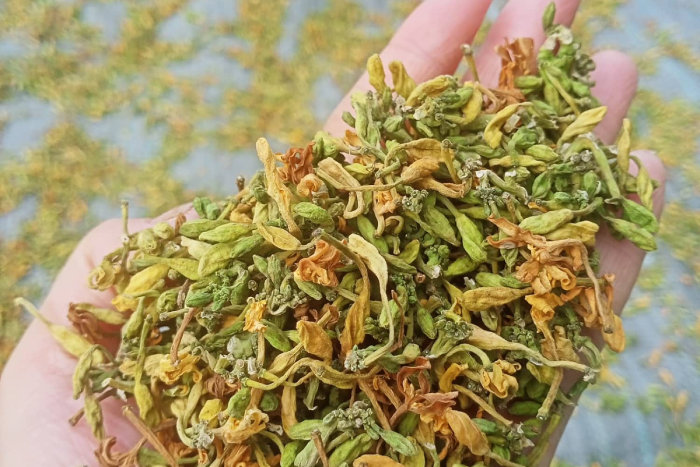 Hoa đu đủ đực khô và tươi, loại nào tốt?