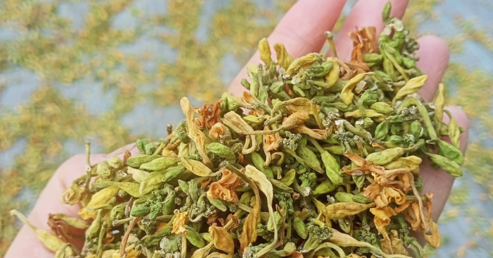 Hoa đu đủ đực khô và tươi, loại nào tốt?