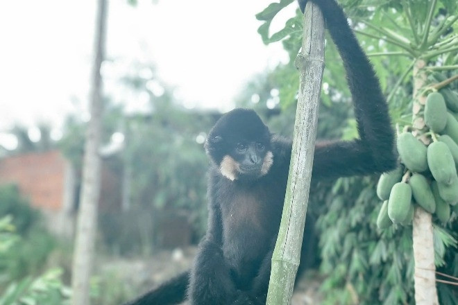 Loài vật thuộc nhóm IB quý hiếm xuất hiện trong vườn, người dân có hành động gây chú ý