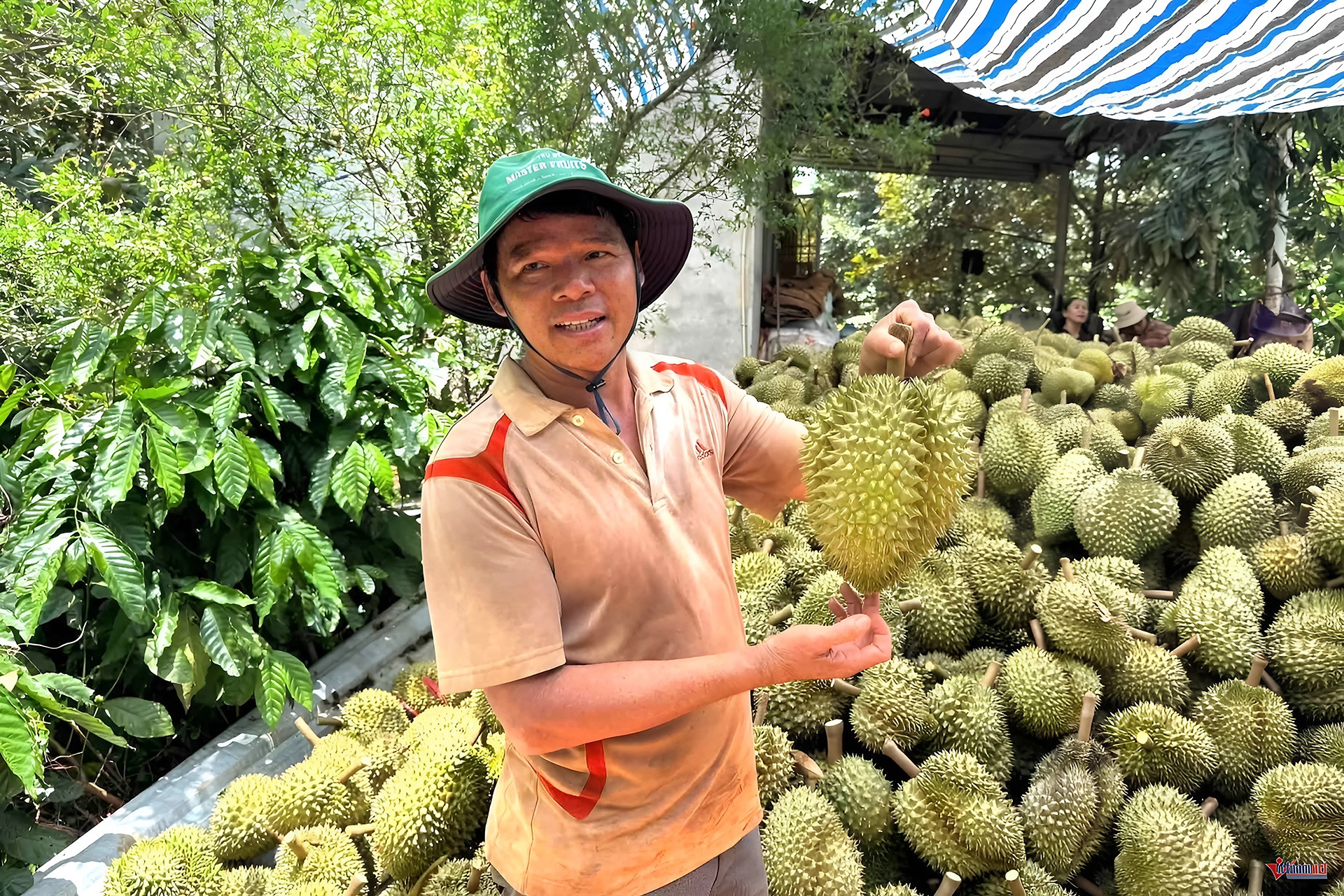 'Con đường sầu riêng' nhộn nhịp suốt ngày đêm, nông dân lãi tiền tỷ