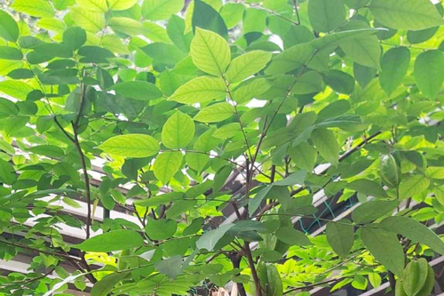 Lá khế có 4 công dụng, chữa bệnh gì tốt nhất?
