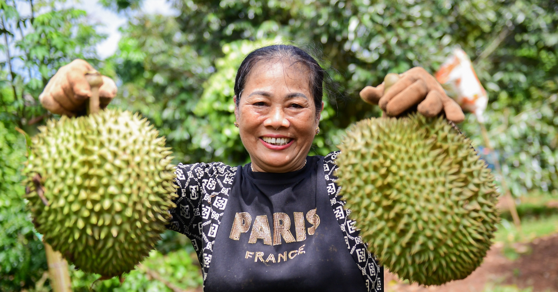 Quê hương sầu riêng Musang King chi gấp 11 lần mua hàng Việt Nam