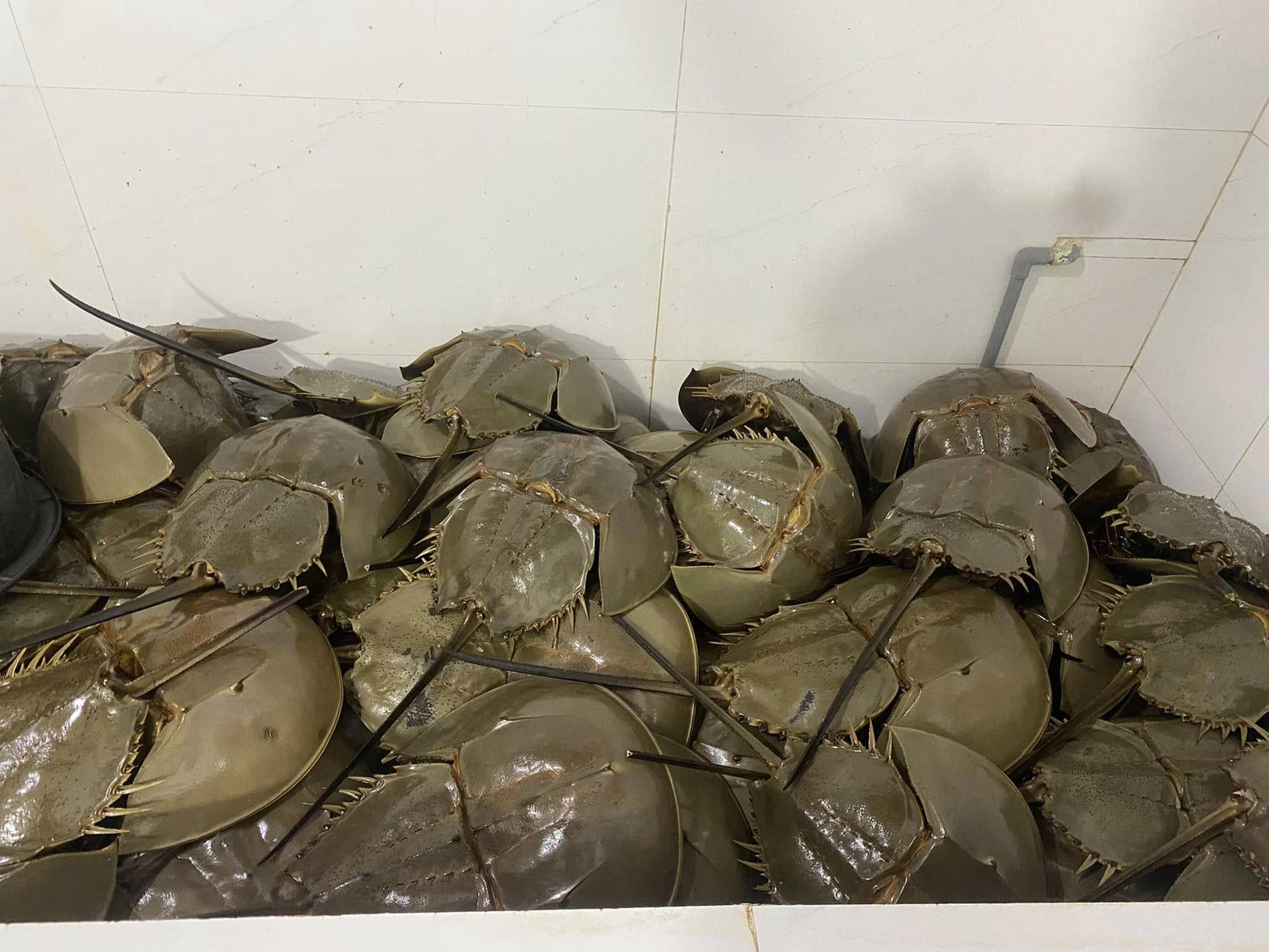 đặc sản sam 7 món Quảng Ninh 00.jpg