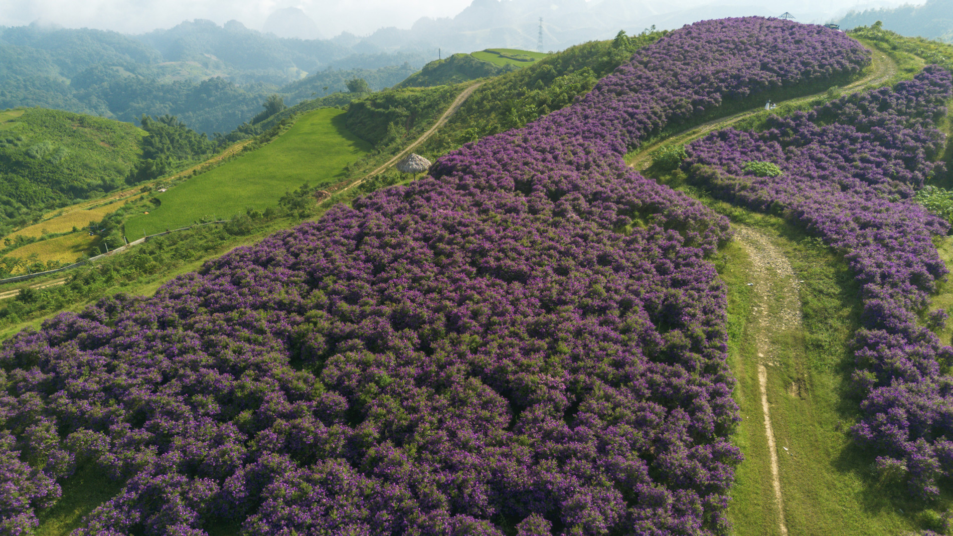 DJI_0124.jpg