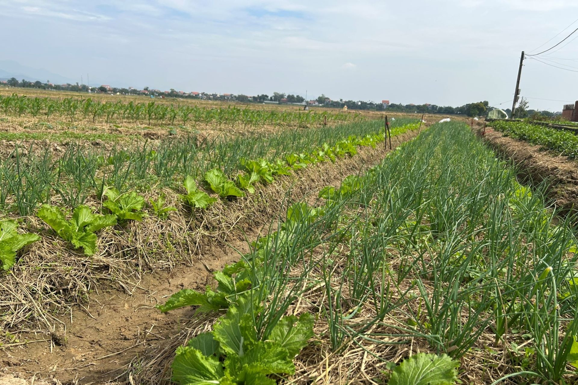 Hà Nội triển khai cấp, quản lý mã số vùng trồng nhằm nâng cao chất lượng nông sản