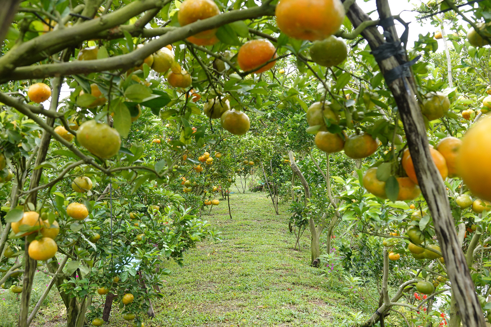 Vườn quýt.jpg