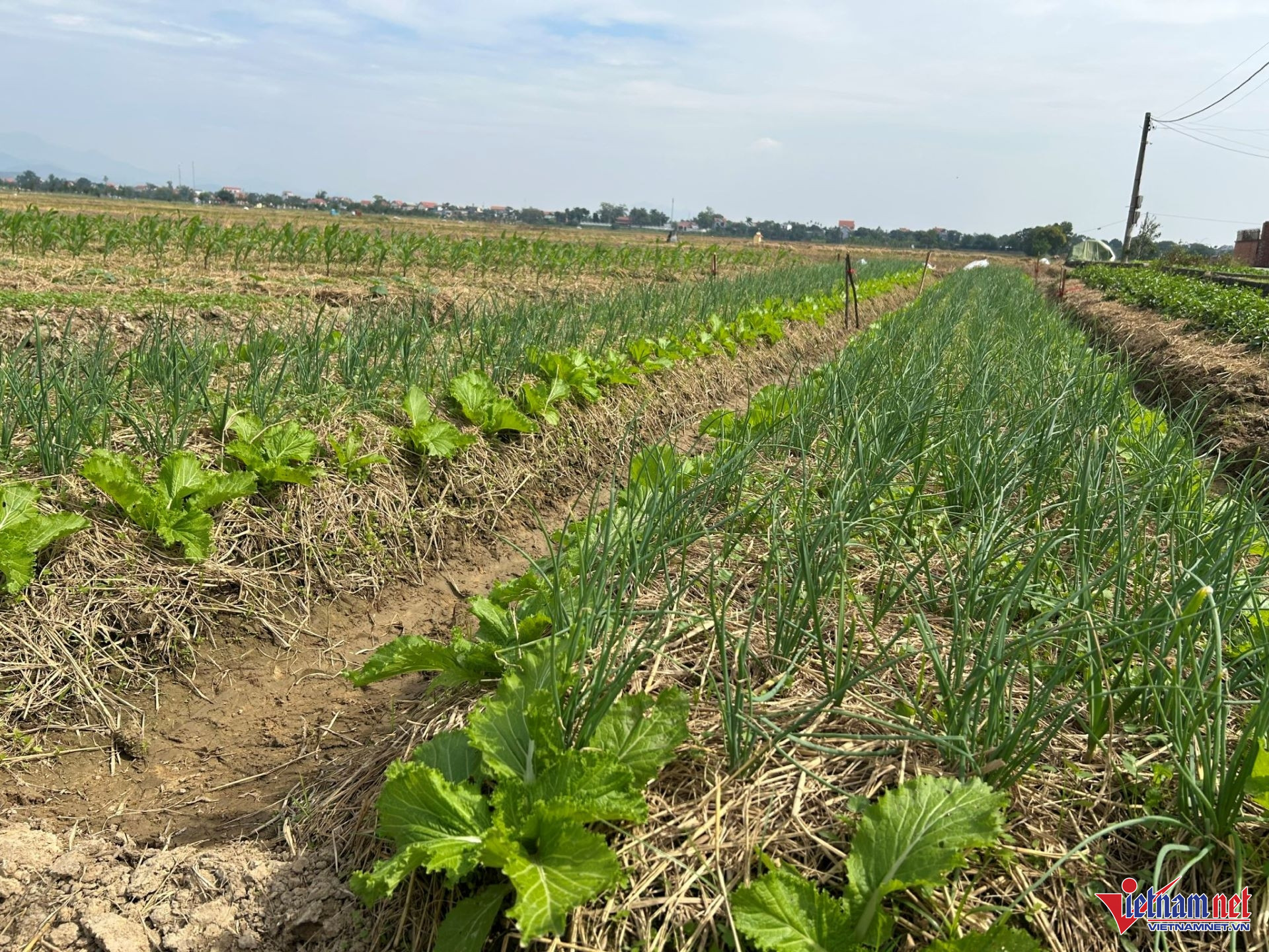 W-42. 23.6 tin Hà Nội triển khai cấp.jpg