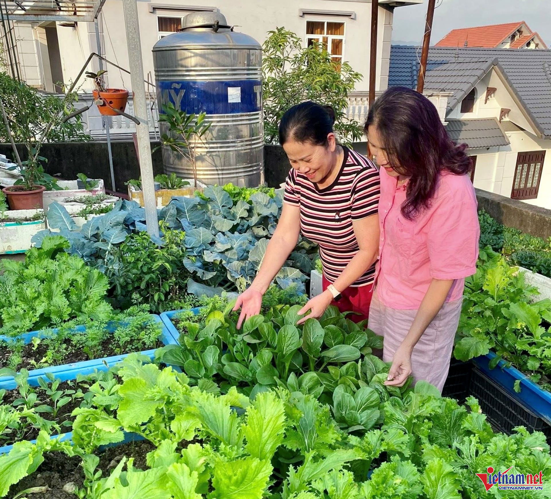 W-42. 27.11 tin Hà Nội phát triển vùng rau an toàn đến năm 2030.jpg