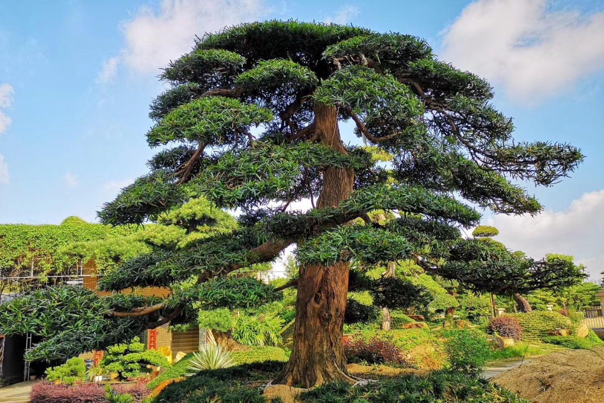 Cây thông - loài cây 'giữ khí, giữ lộc' được nhà vườn, biệt thự ưa chuộng