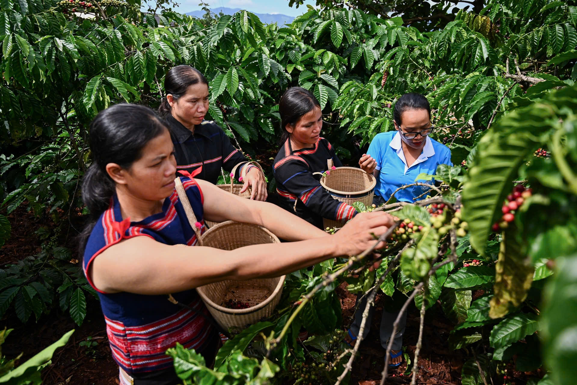 Gia Lai đẩy mạnh công nghệ thông tin trong quản trị thị trường nông sản