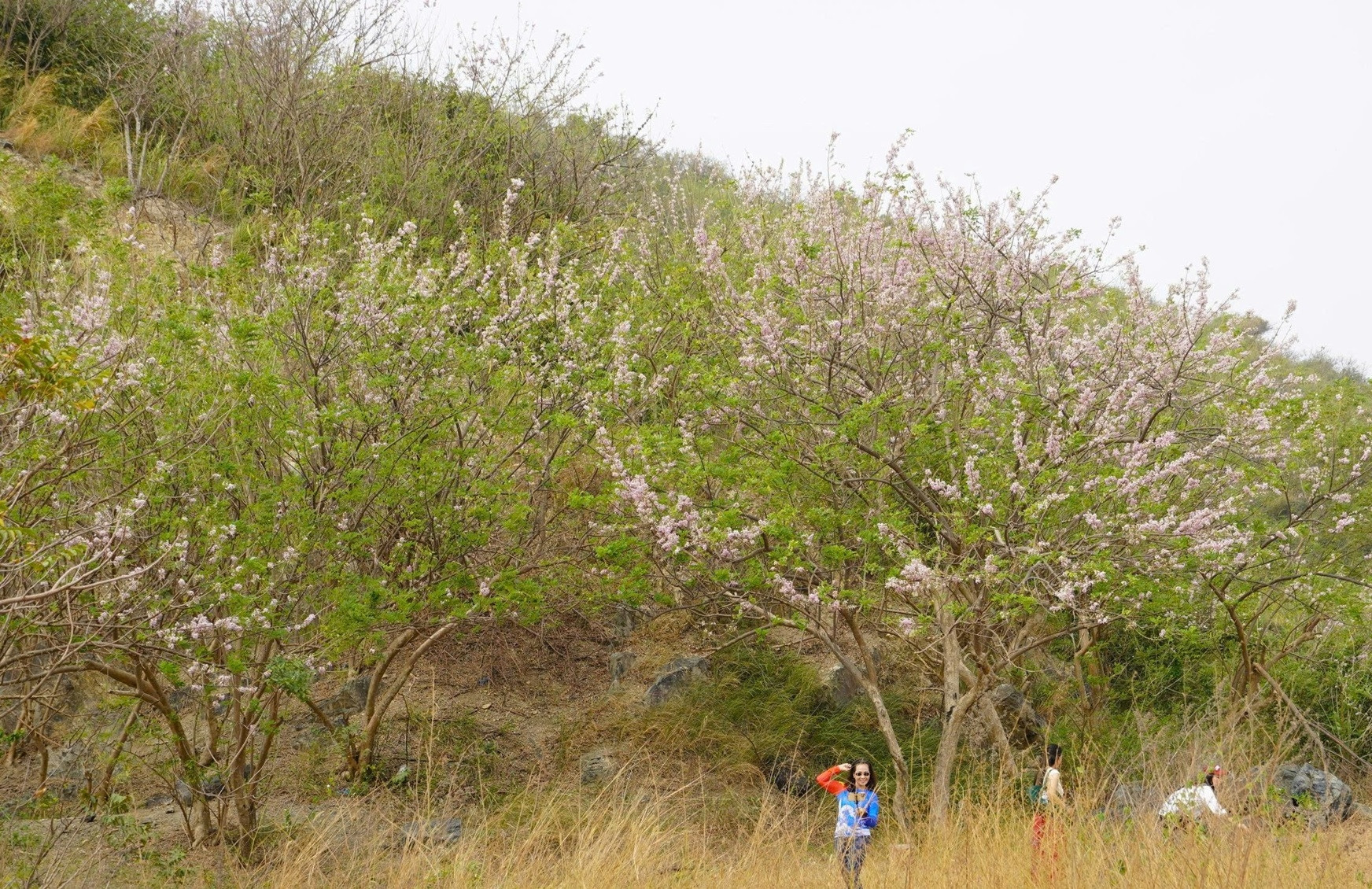 Hoa đỗ mai rực hồng trên đồi ở TPHCM, du khách rủ nhau đến 'săn' ảnh