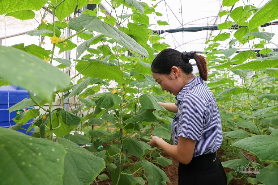 Vĩnh Long: Dữ liệu dẫn dắt sản xuất nông nghiệp giúp tăng thu nhập, giảm rủi ro