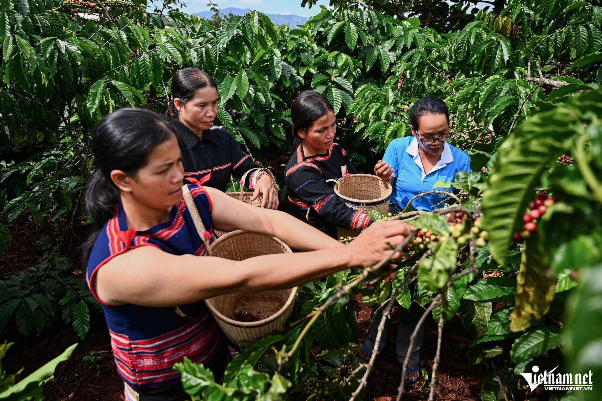 W-20. Gia Lai đẩy mạnh công nghệ thông tin trong quản trị thị trường nông sản 1.jpg