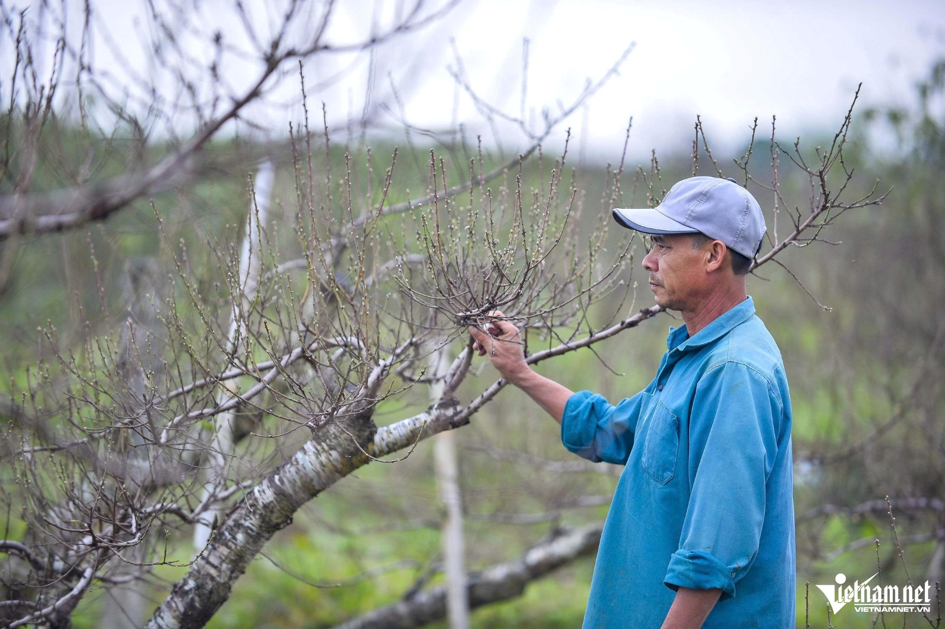 W-a1đào phai ở Thanh Hóa tất bật xuống lá.jpg