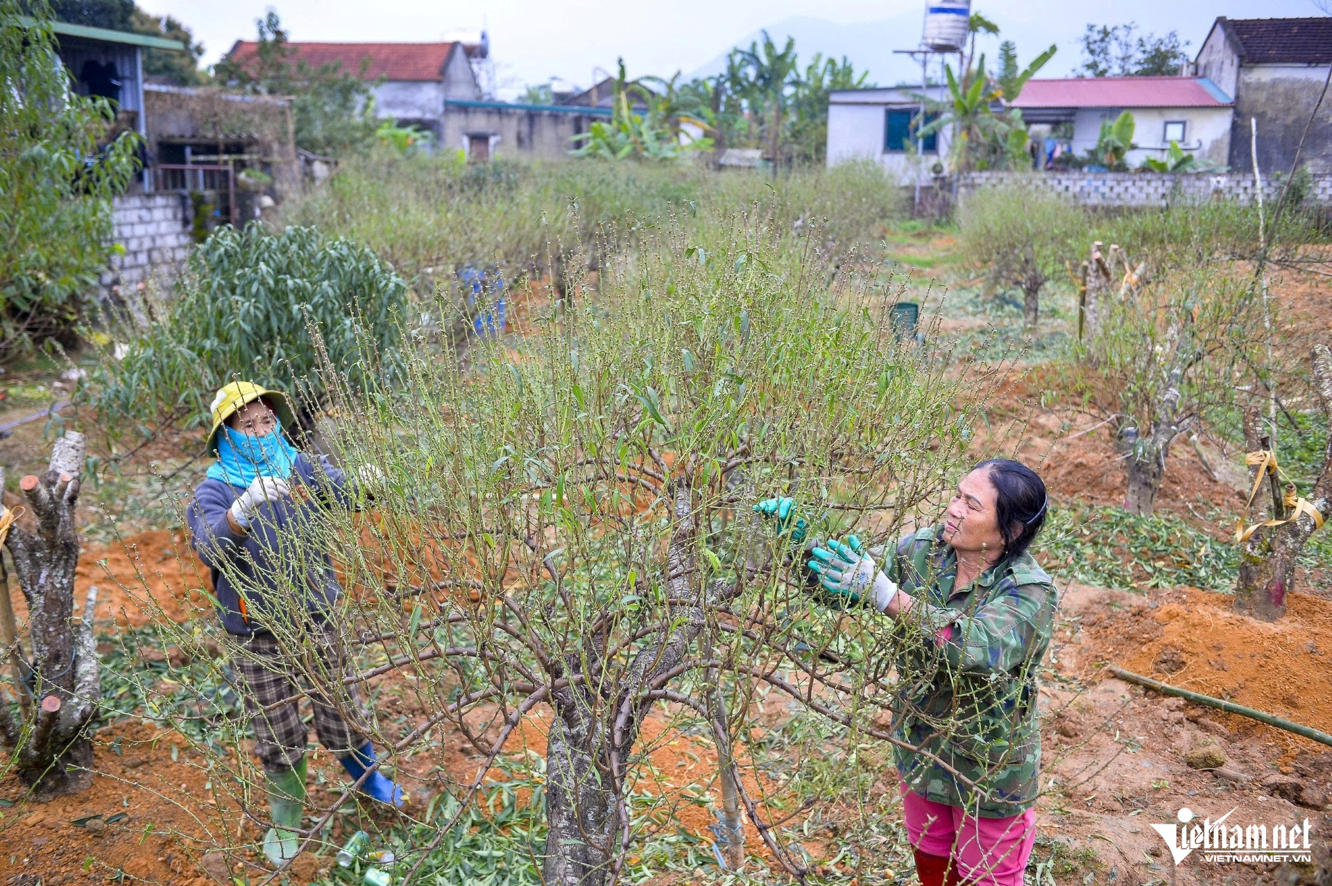 W-a2đào phai ở Thanh Hóa tất bật xuống lá.jpg