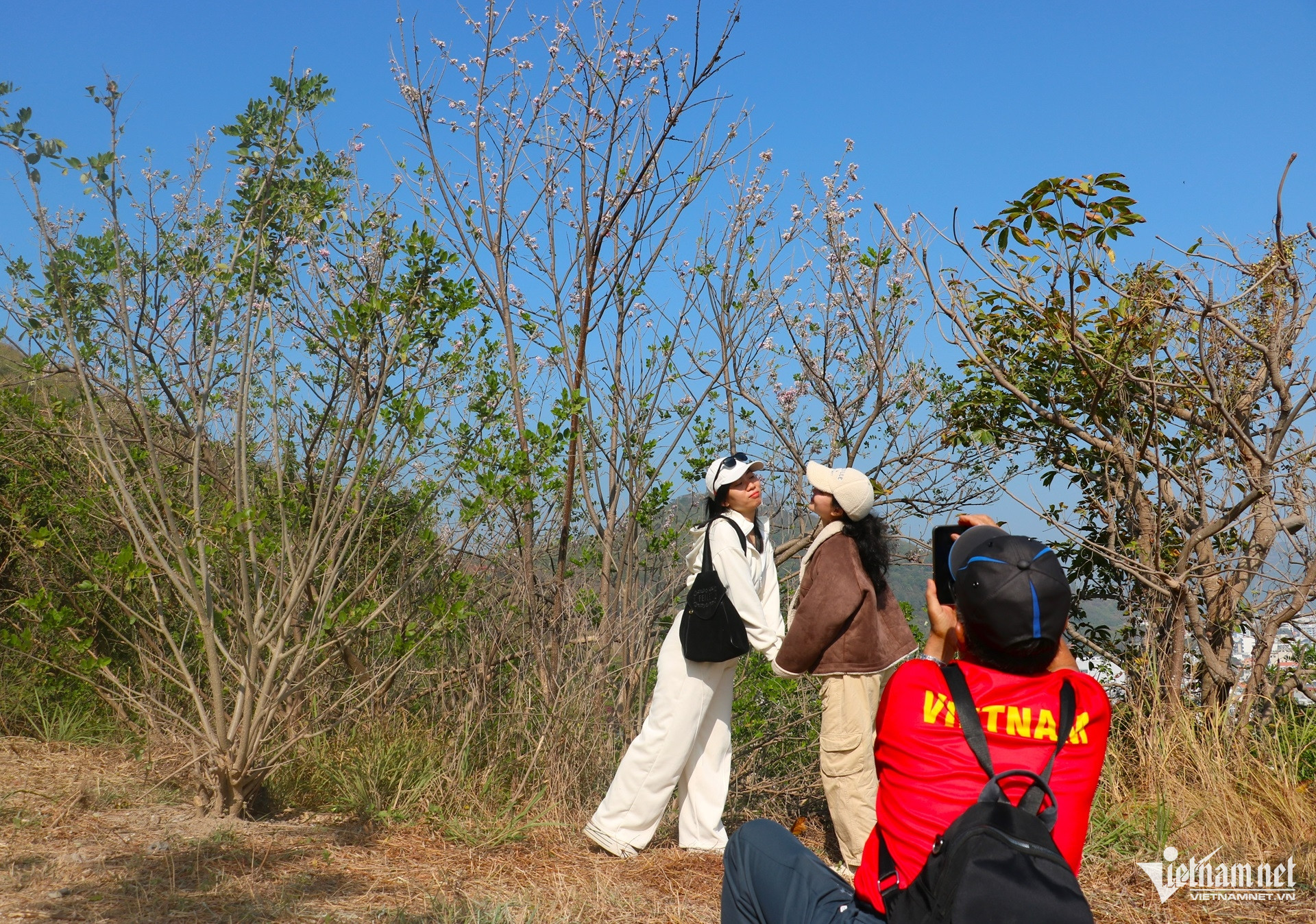 W-hoa đỗ mai anh đào ở vũng tàu.3.JPG.jpg