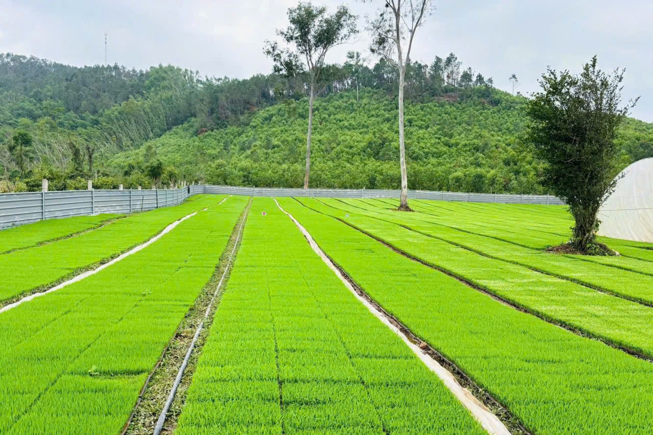 Xã Thư Lâm: “Dân vận khéo” tạo đột phá trong phát triển nông nghiệp bền vững