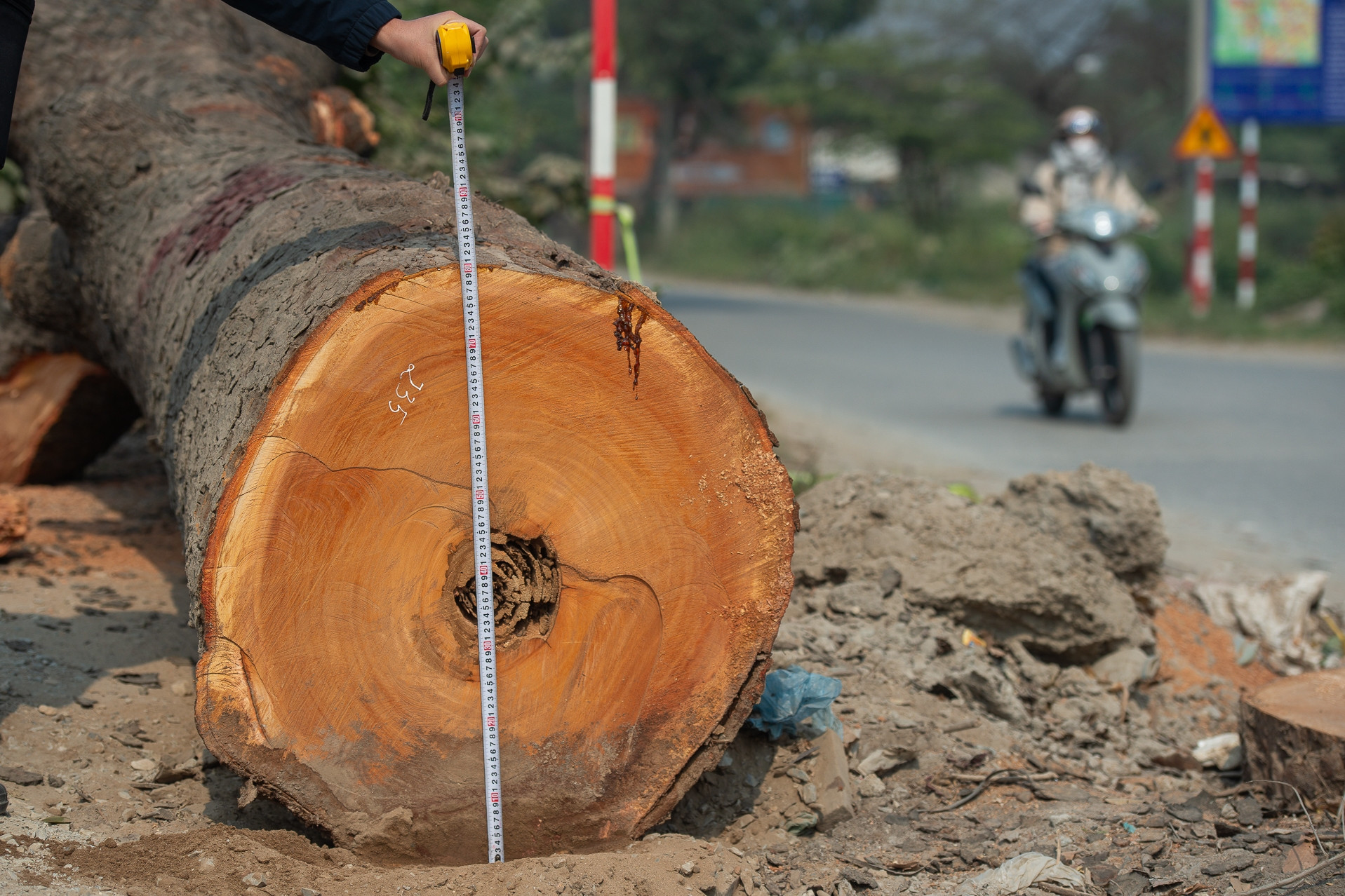 Cảnh 'bứng' hàng trăm cây xà cừ cổ thụ mở rộng đường huyết mạch ở Hà Nội