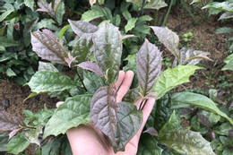 Người phụ nữ phát hiện ung thư giai đoạn cực sớm từ 1 vệt máu YwAAAAAAQABAAACAUwAOw==