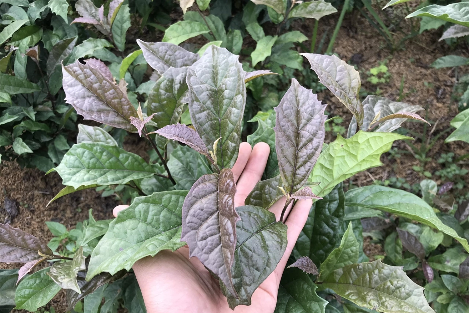 Cây xạ đen chứa chất ức chế ung thư nhưng ai không nên dùng?