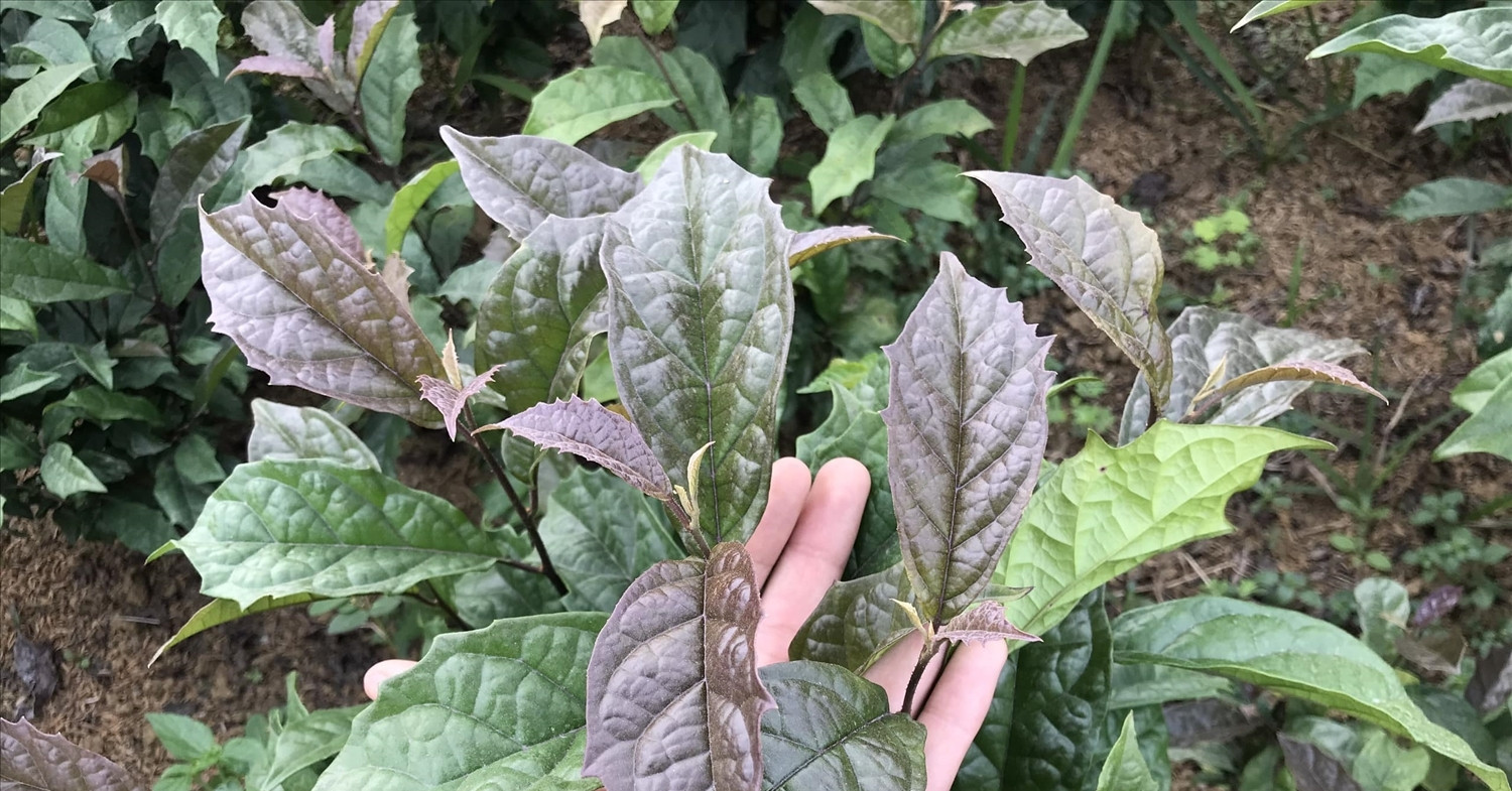 Cây xạ đen chứa chất ức chế ung thư nhưng ai không nên dùng?