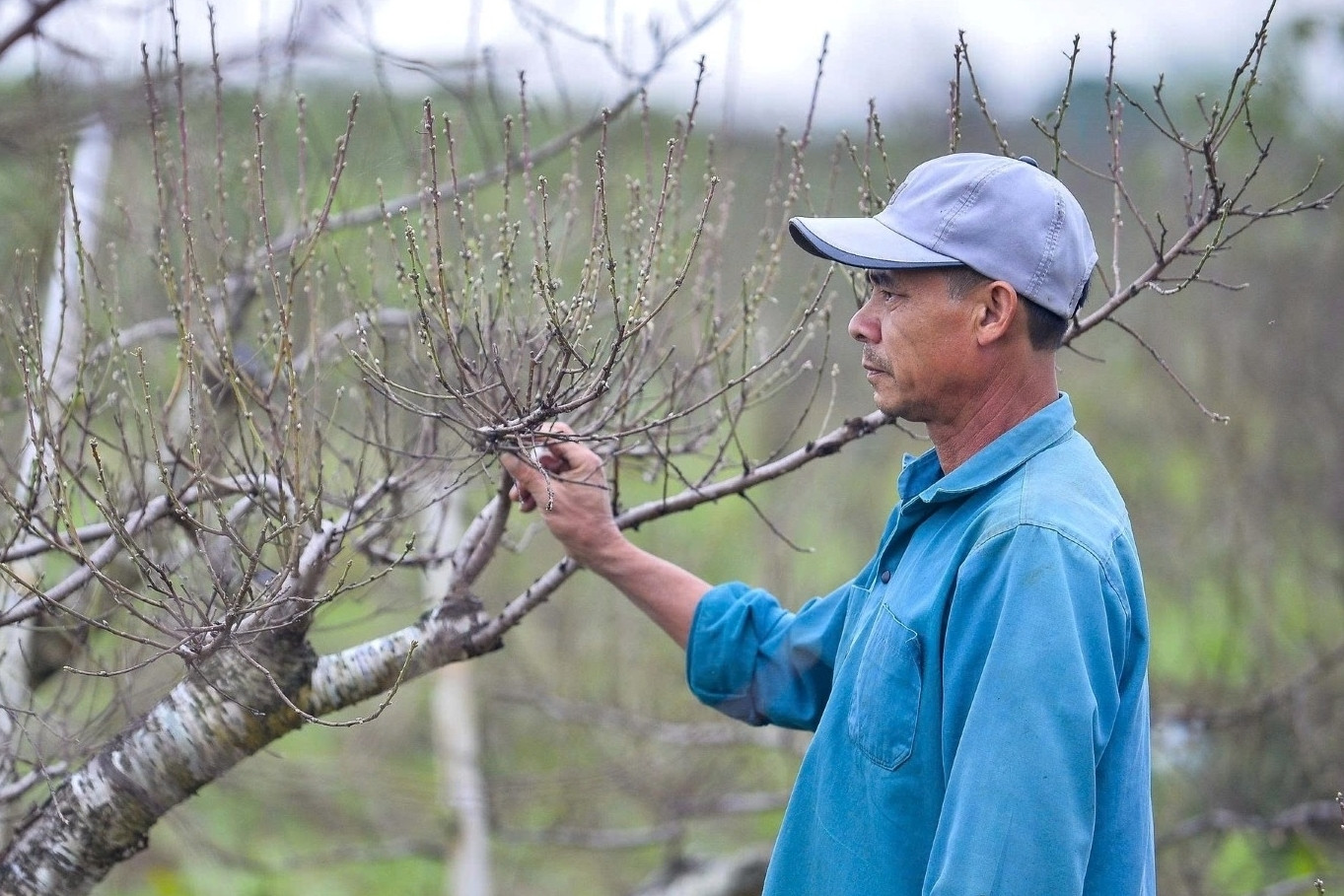 Chưa kịp xuống lá, vườn đào phai ở Thanh Hoá đã được thương lái chốt đơn