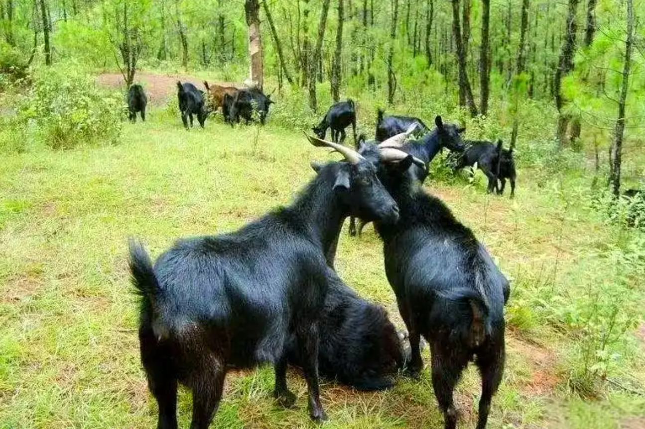 Đồi cỏ hoang thành ‘mỏ vàng xanh’: Cách một làng kiếm bộn tiền từ rừng và cỏ