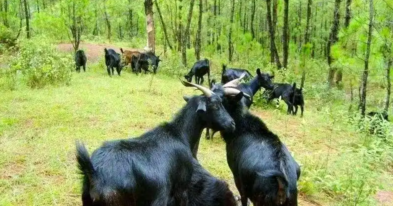 Đồi cỏ hoang thành ‘mỏ vàng xanh’: Cách một làng kiếm bộn tiền từ rừng và cỏ